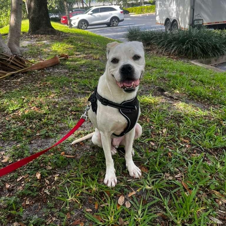 Enlarge Reff, a ADOPTABLE mixed breed in Miami, FL image 3/6