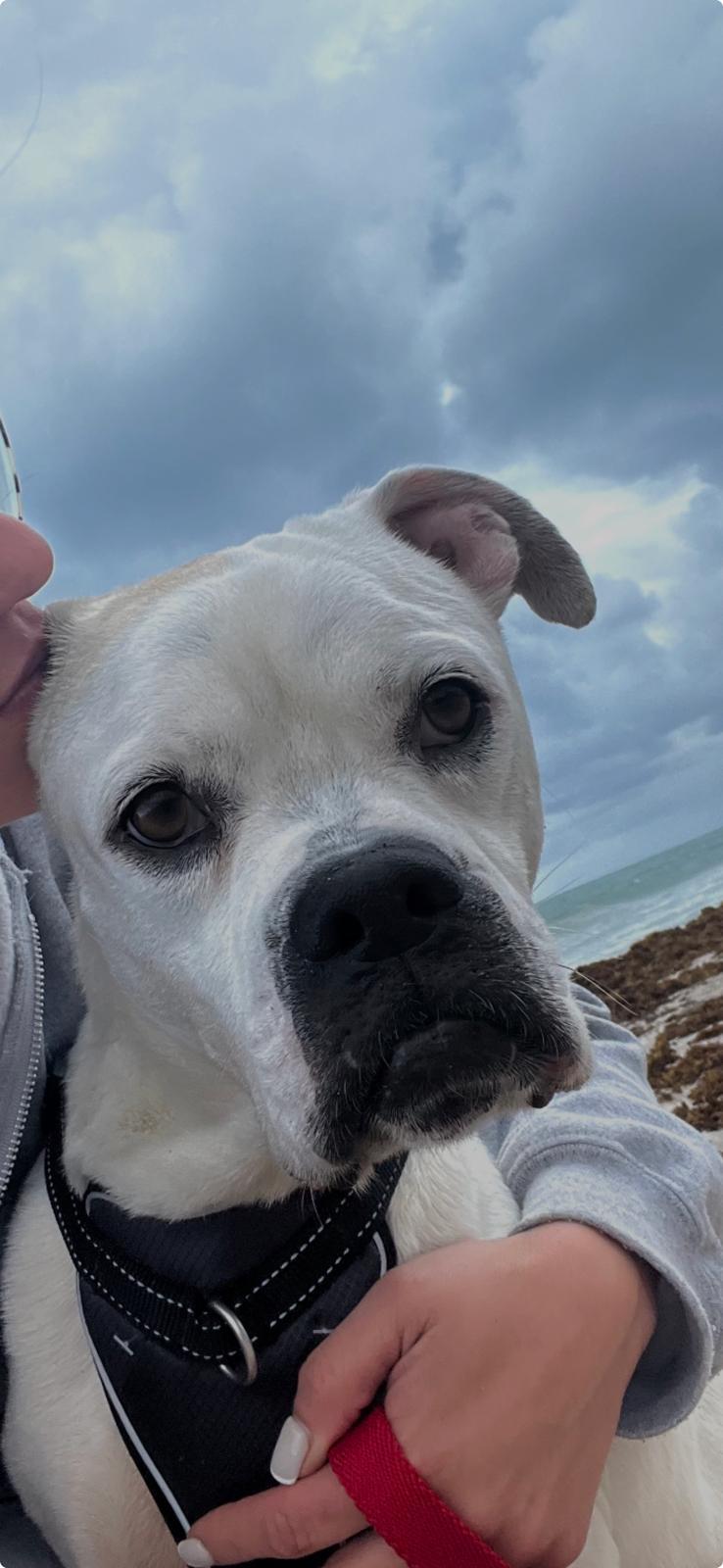 Enlarge Reff, a ADOPTABLE mixed breed in Miami, FL image 2/6