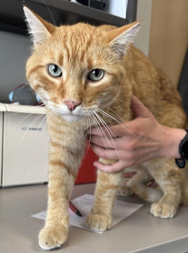 *Ymir*, Adoptable, Adult Male Domestic Short Hair.