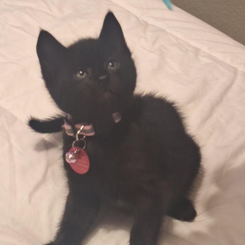 Angel, adopted, Kitten Male Domestic Short Hair.