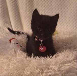 Enlarge Angel, an adopted Domestic Short Hair in Pasco, WA image 2/6