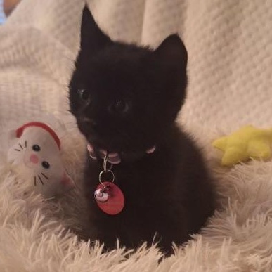 Enlarge Angel, an adopted Domestic Short Hair in Pasco, WA image 5/6