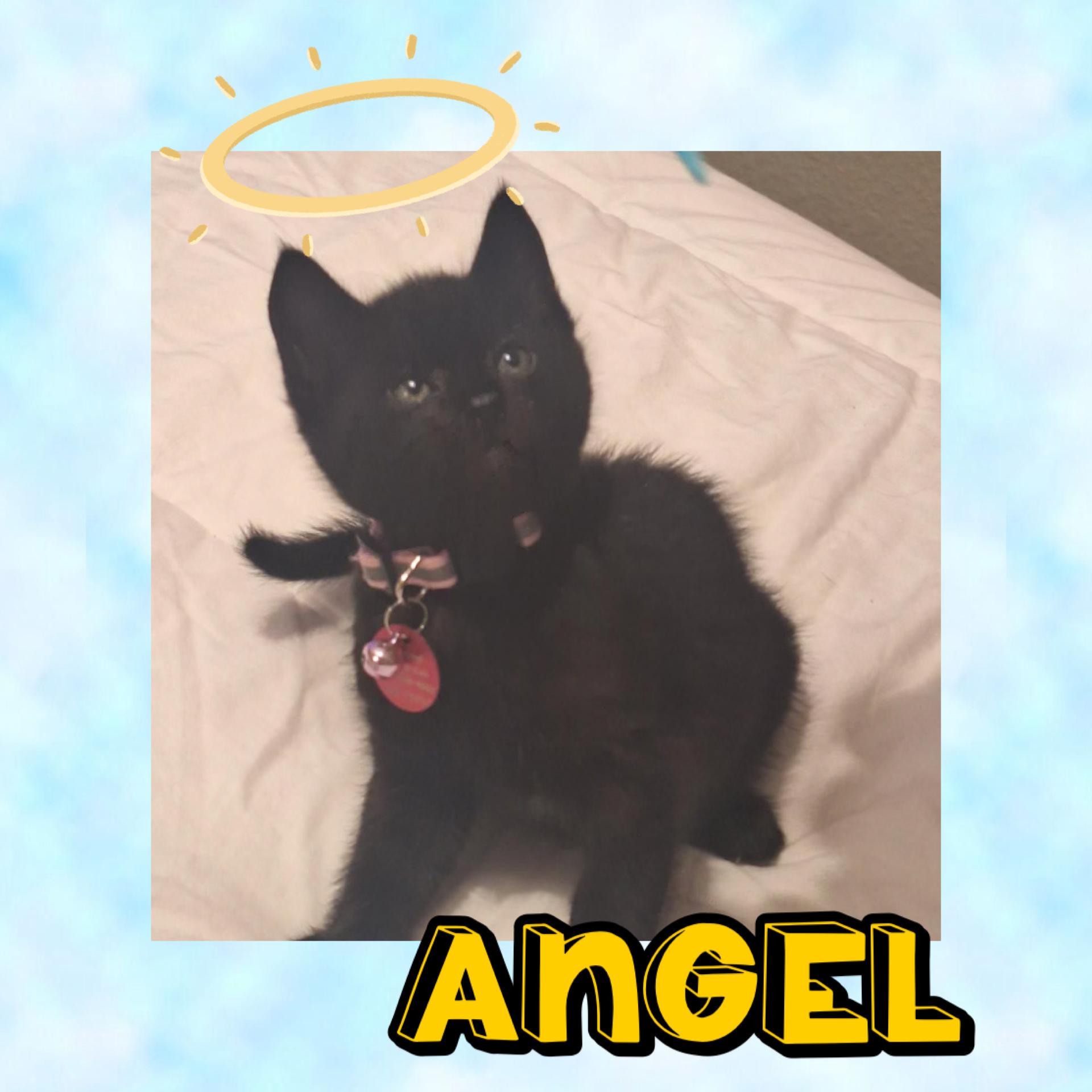 Enlarge Angel, an adopted Domestic Short Hair in Pasco, WA image 6/6