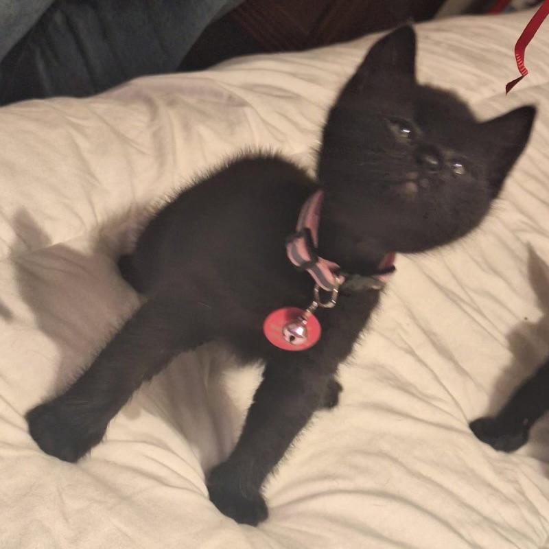 Enlarge Angel, an adopted Domestic Short Hair in Pasco, WA image 4/6