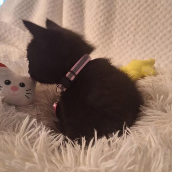 Enlarge Angel, an adopted Domestic Short Hair in Pasco, WA image 3/6