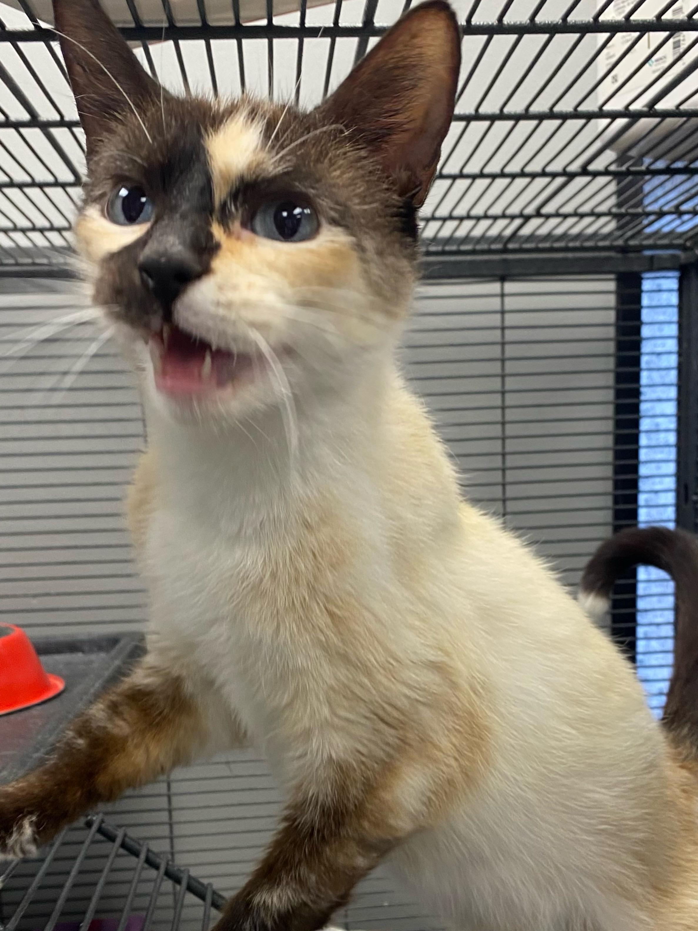 Enlarge Summer, a Adoptable mixed breed in Columbus, OH image 2/4