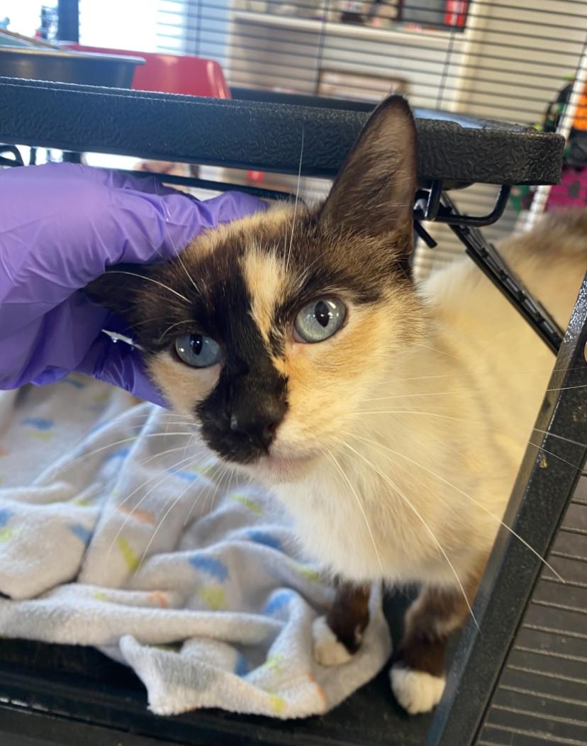 Enlarge Summer, a Adoptable mixed breed in Columbus, OH image 3/4