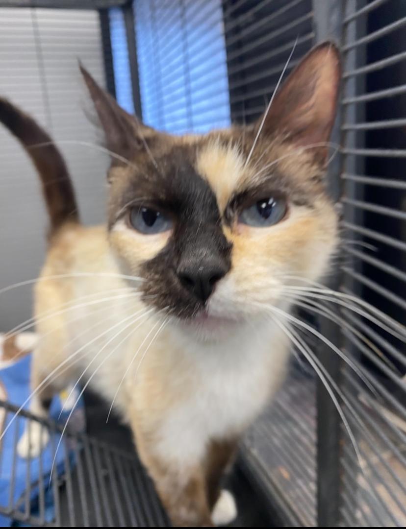 Enlarge Summer, a Adoptable mixed breed in Columbus, OH image 4/4
