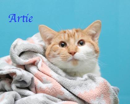 Artie, Adoptable, Kitten Male Domestic Short Hair & Domestic Short Hair.