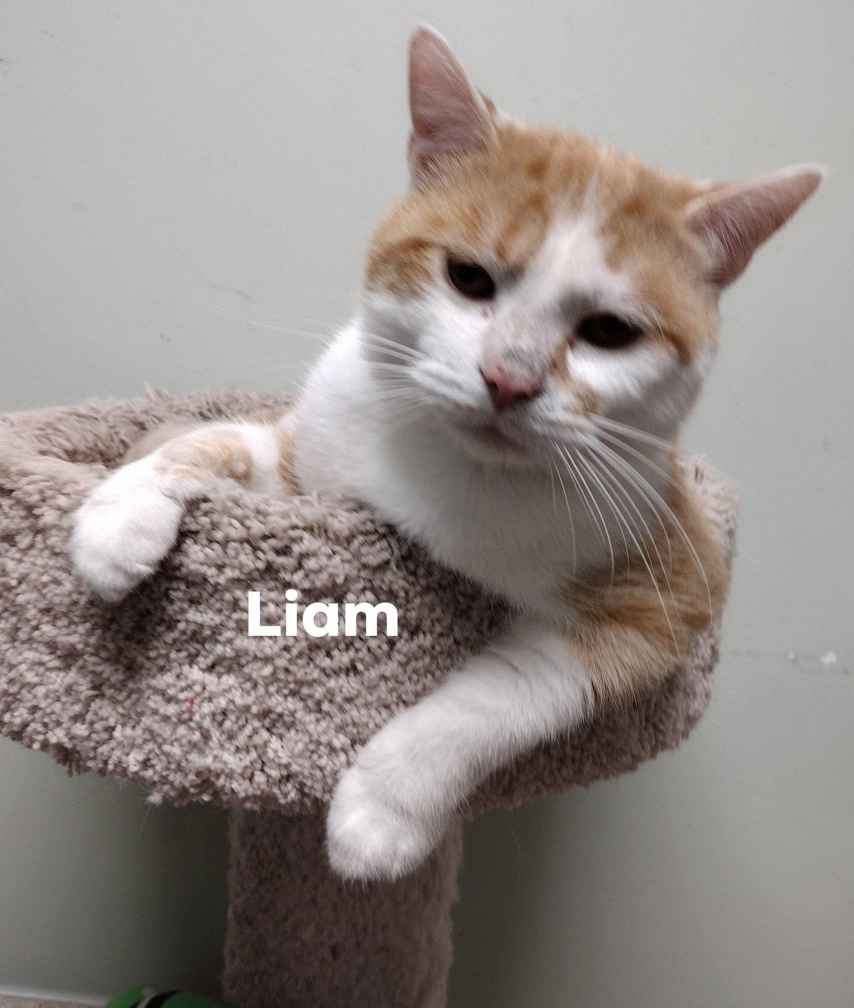 Enlarge Liam, a ADOPTABLE Domestic Short Hair in Monroe, OH image 1/1