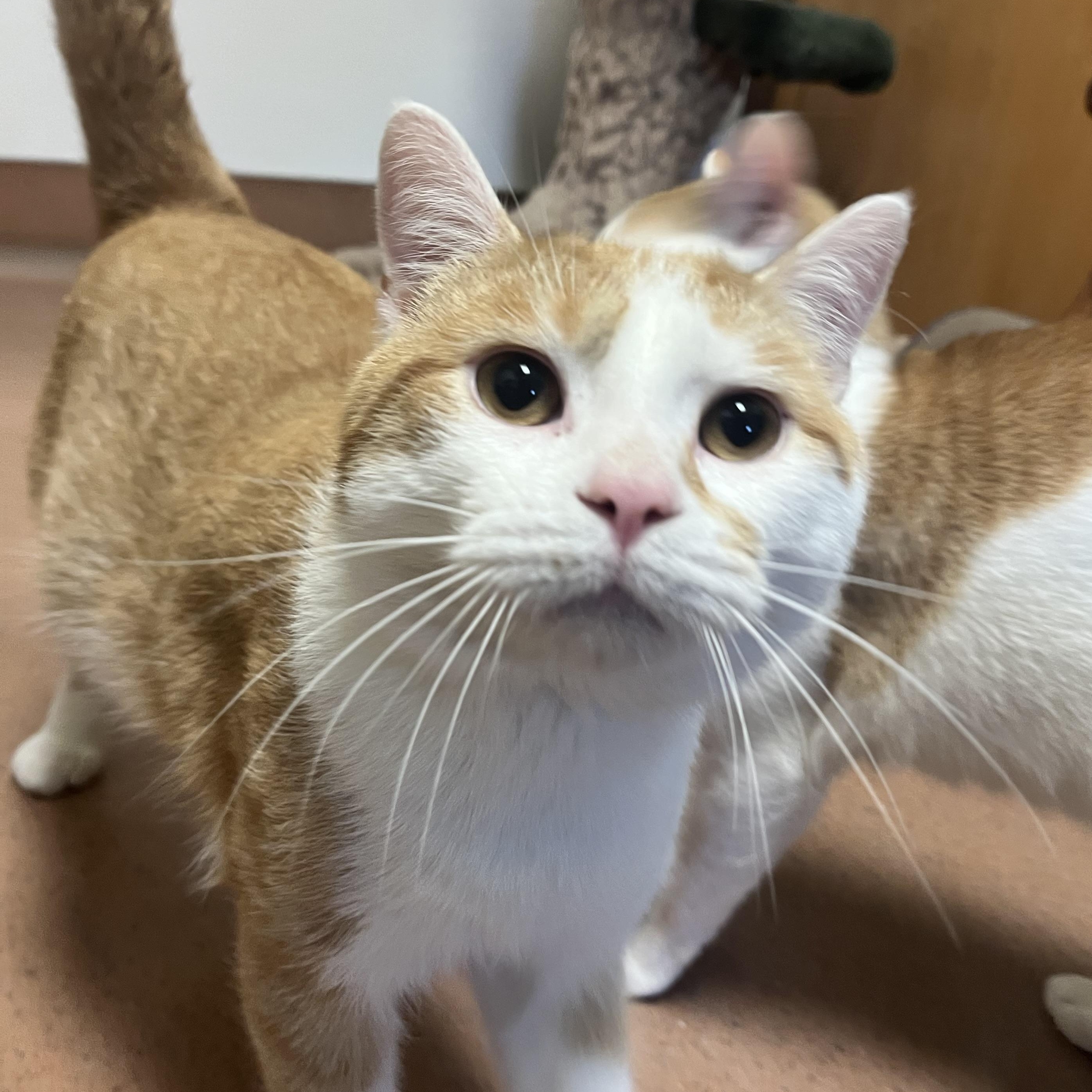 Liam, a ADOPTABLE Domestic Short Hair in Monroe, OH image 2/5