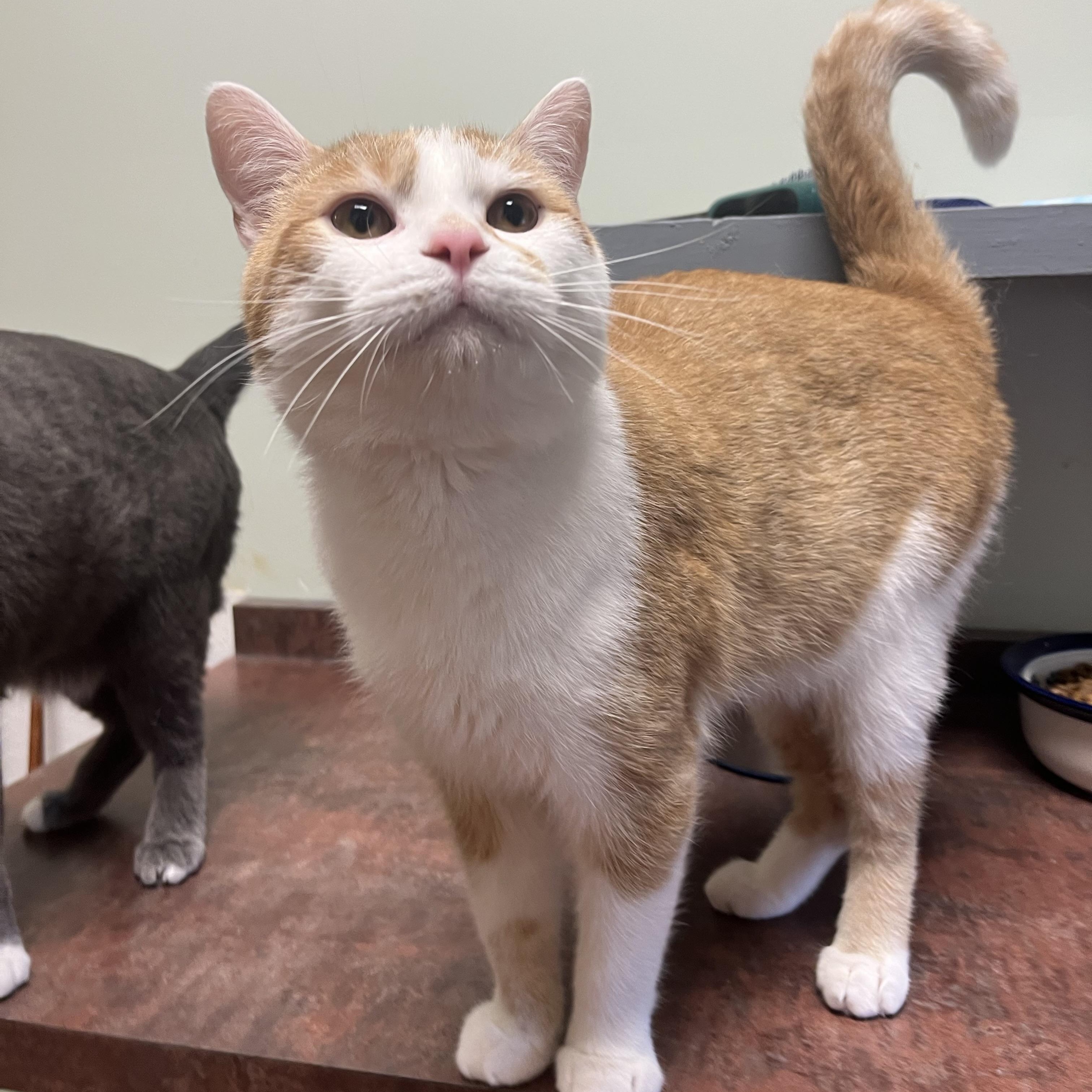 Liam, ADOPTABLE, Young Male Domestic Short Hair.
