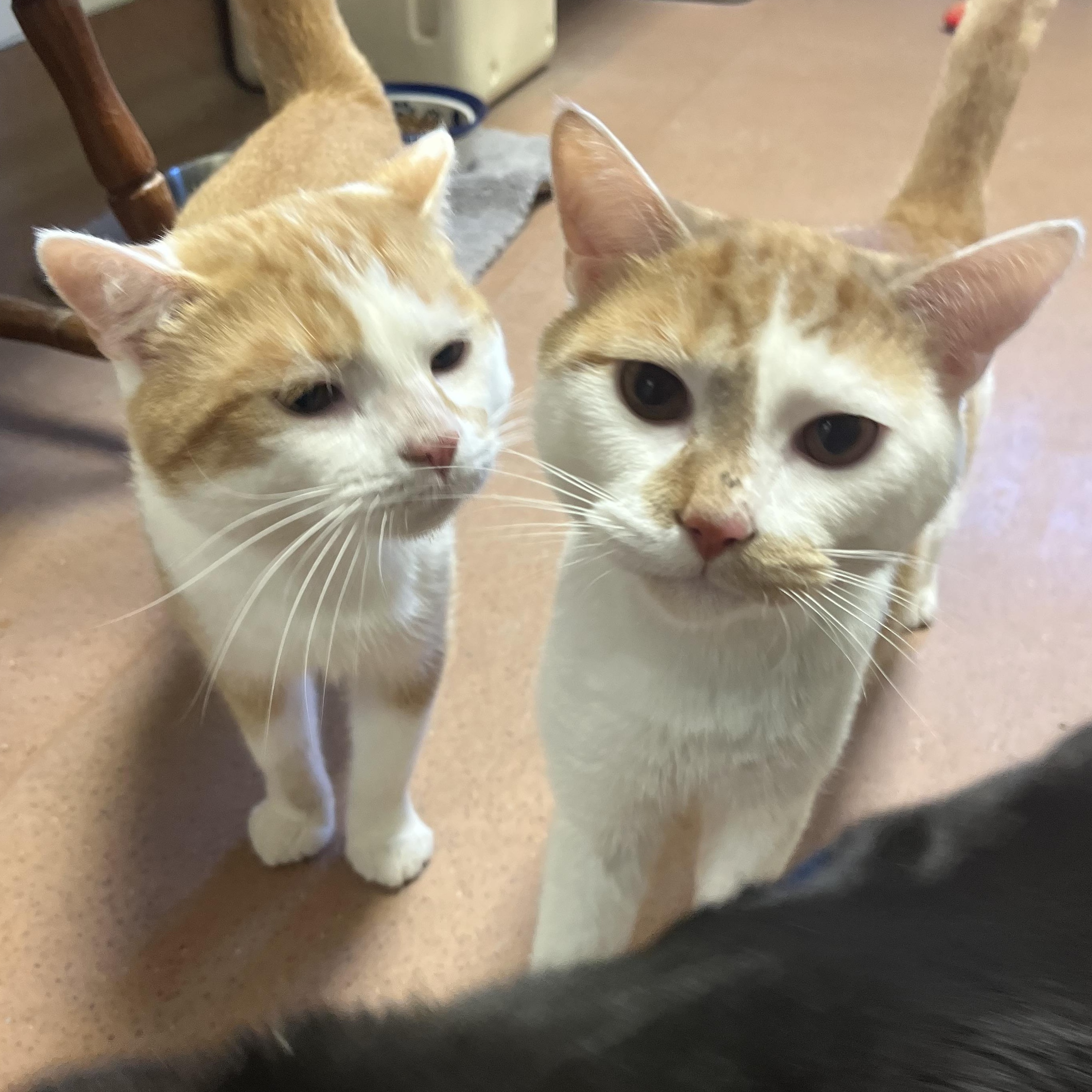 Liam, a ADOPTABLE Domestic Short Hair in Monroe, OH image 2/3
