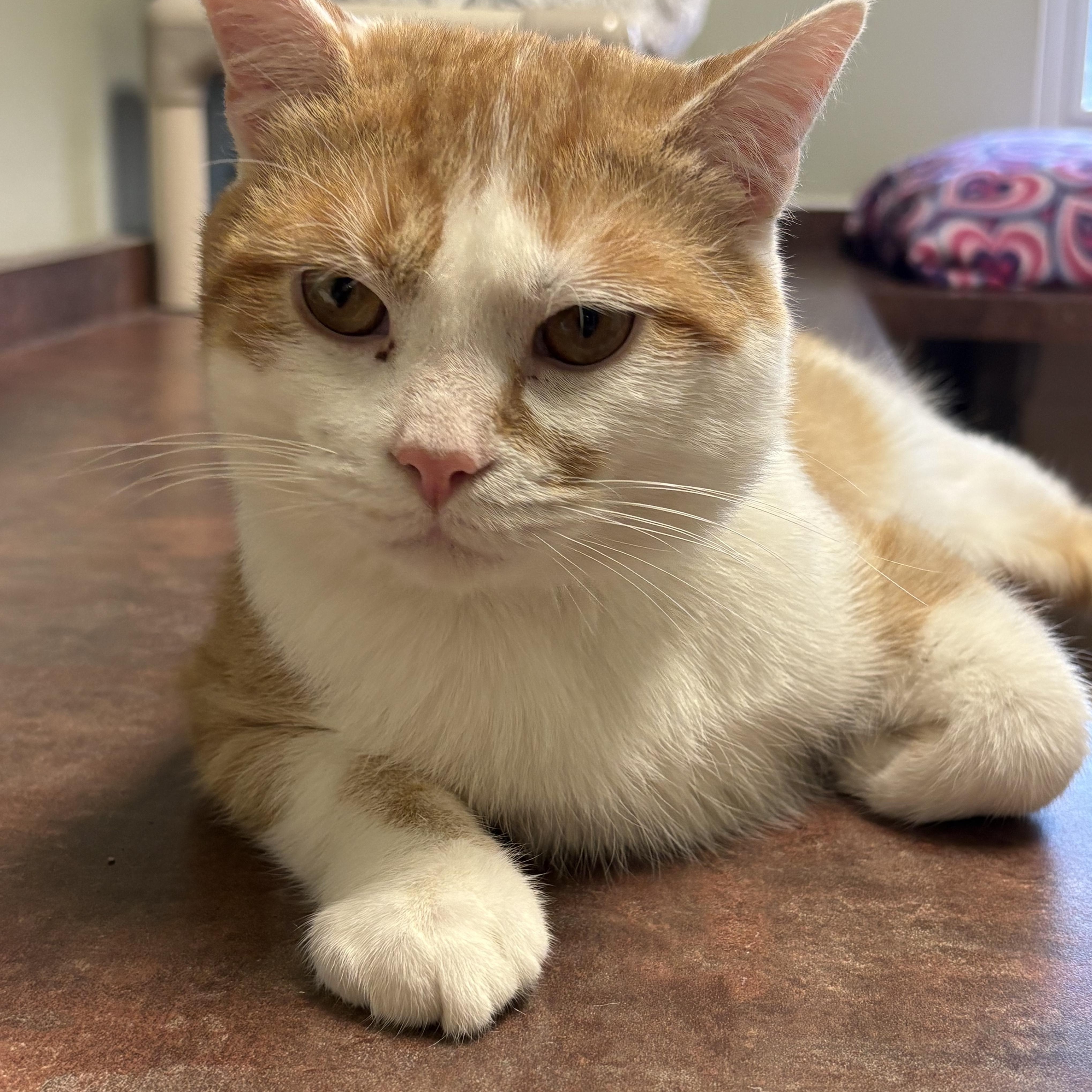 Liam, a ADOPTABLE Domestic Short Hair in Monroe, OH image 3/3
