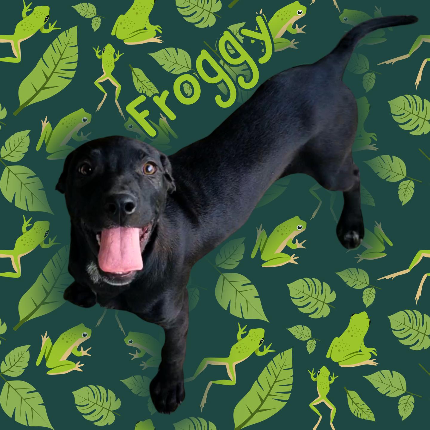 Froggy, an adoptable mixed breed in Aransas Pass, TX image 1/2