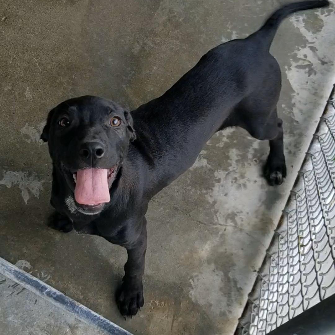 Froggy, an adoptable mixed breed in Aransas Pass, TX image 2/2
