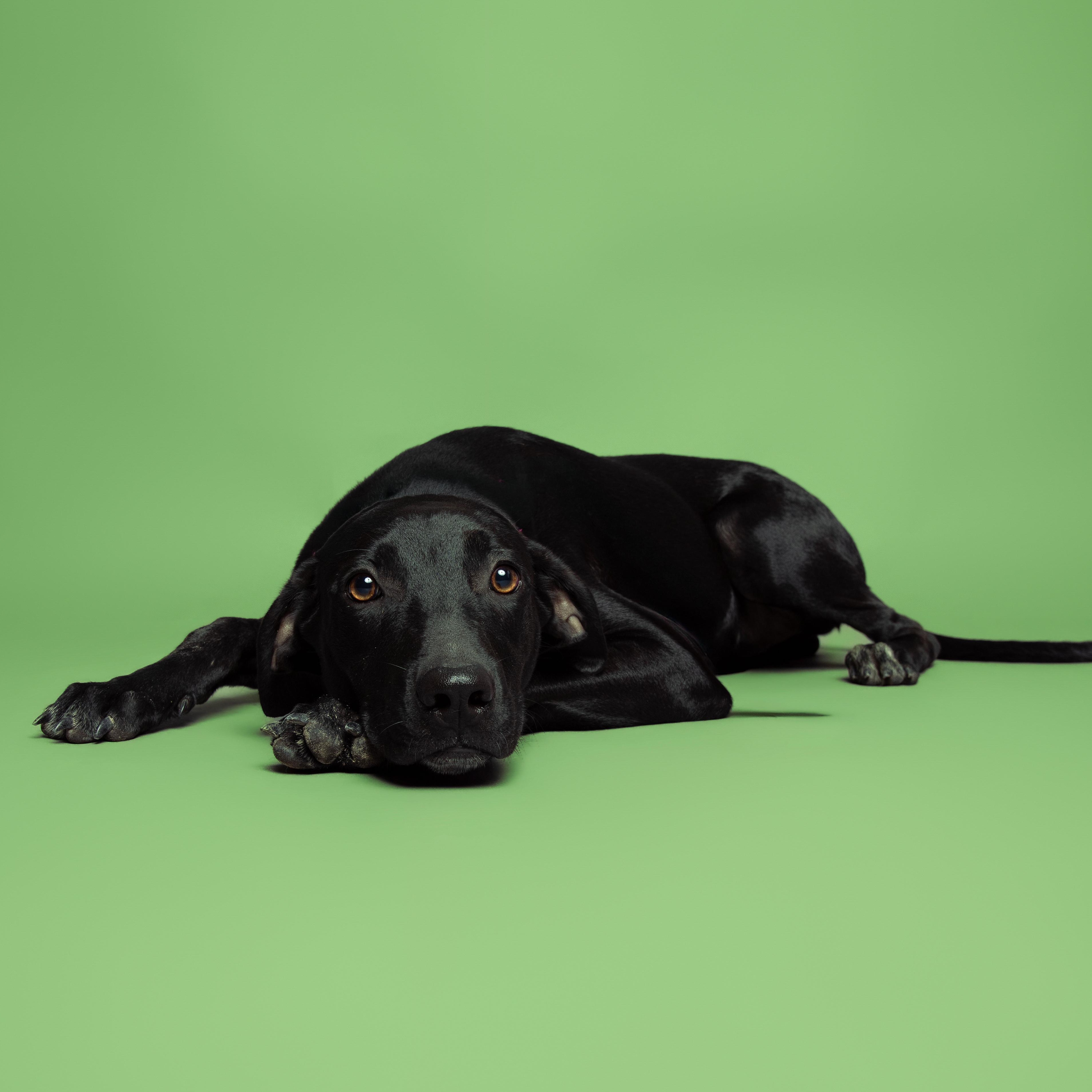 Froggy, adoptable, Young Female Black Labrador Retriever & Mixed Breed.