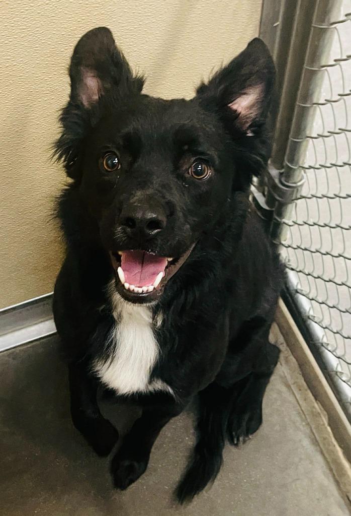 Prince, Adoptable, Young Male Border Collie & Australian Shepherd.
