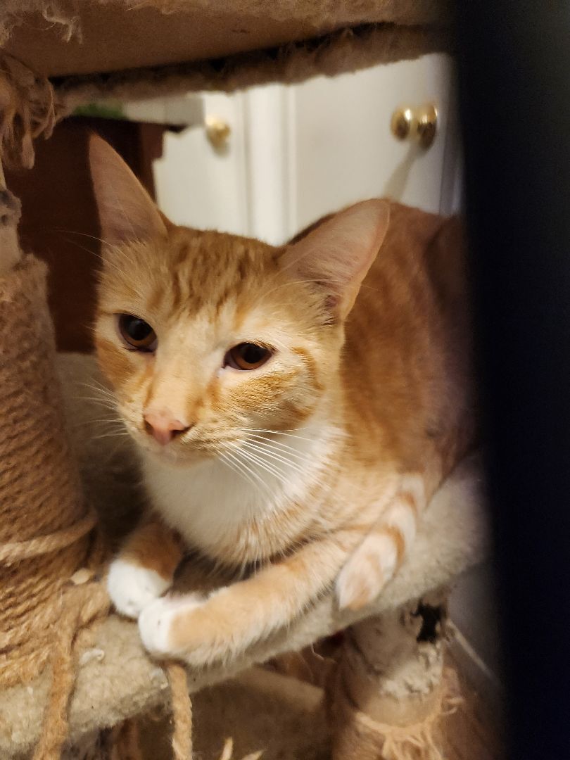 Julius, a Adoptable mixed breed in Buena Park, CA image 1/4