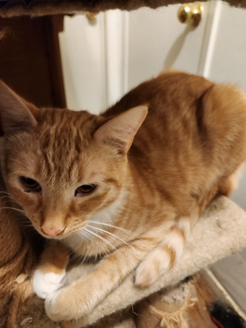 Julius, a Adoptable mixed breed in Buena Park, CA image 2/4