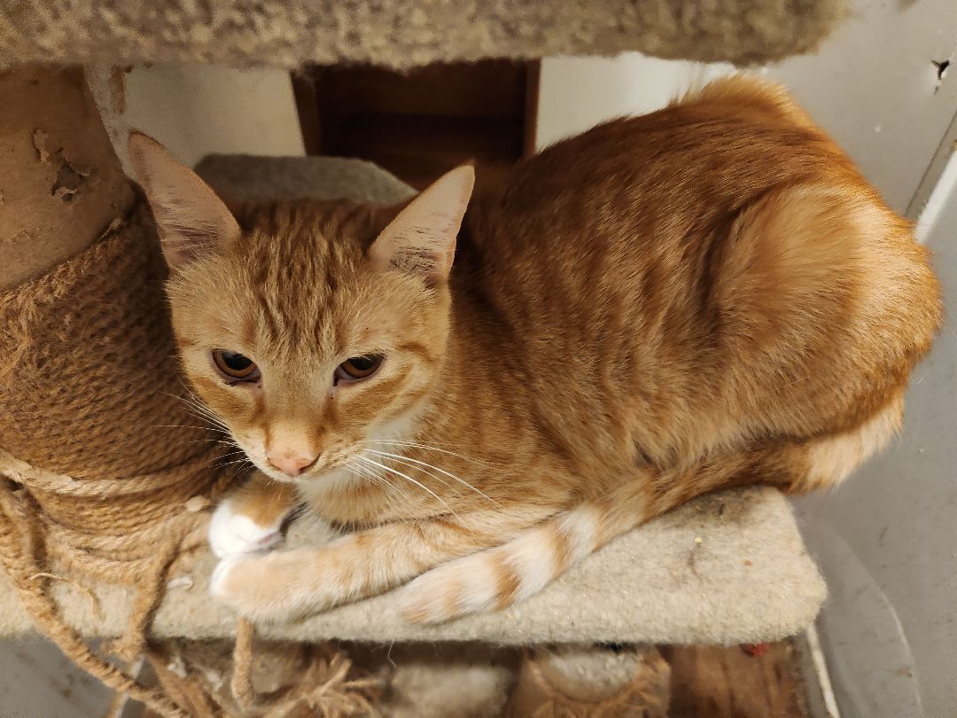 Julius, a Adoptable mixed breed in Buena Park, CA image 3/4