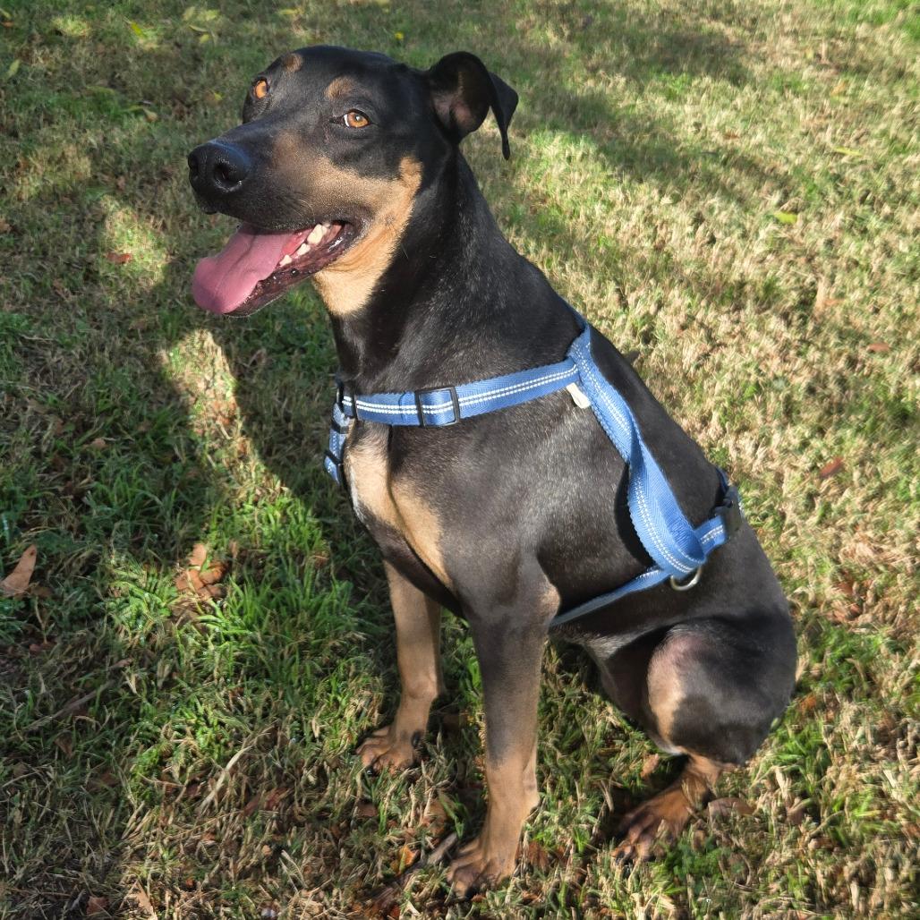 Sadie, Adoptable, Adult Female Doberman Pinscher & Black Labrador Retriever.