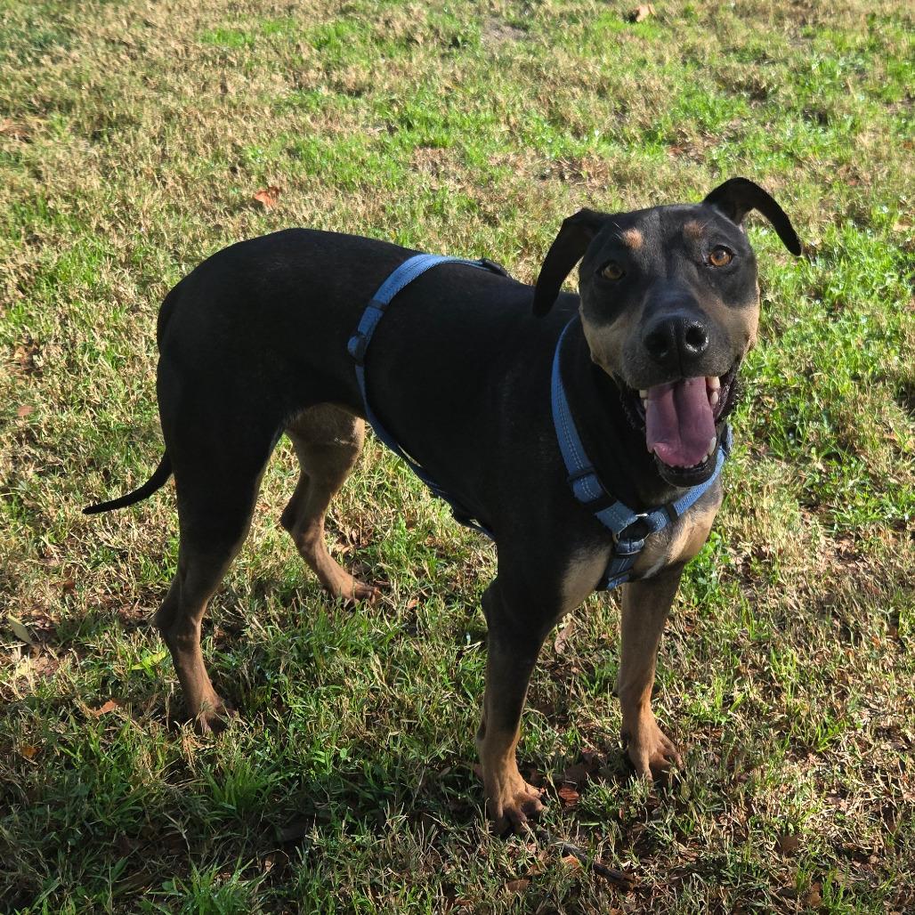 Enlarge Sadie, a Adoptable mixed breed in San Jacinto, CA image 2/6