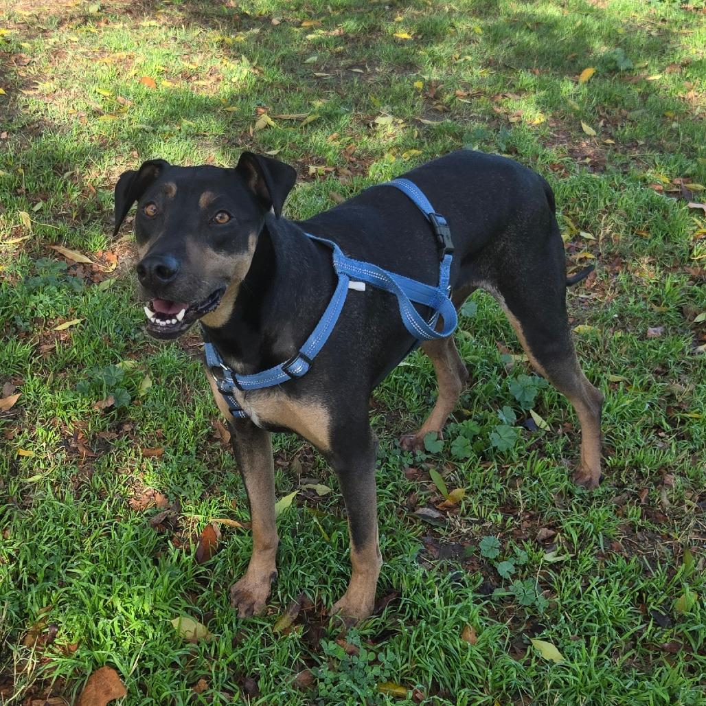 Enlarge Sadie, a Adoptable mixed breed in San Jacinto, CA image 3/6