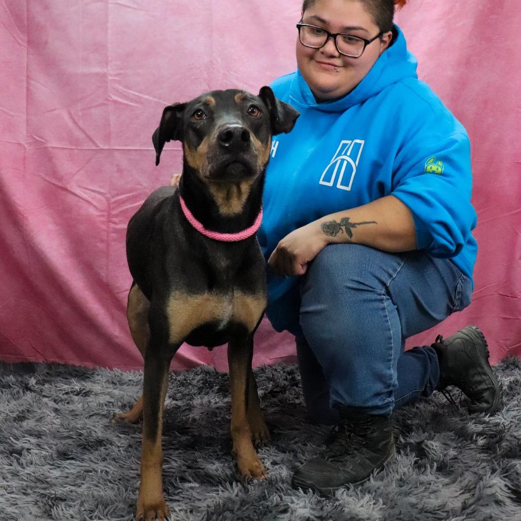 Enlarge Sadie, a Adoptable mixed breed in San Jacinto, CA image 4/6