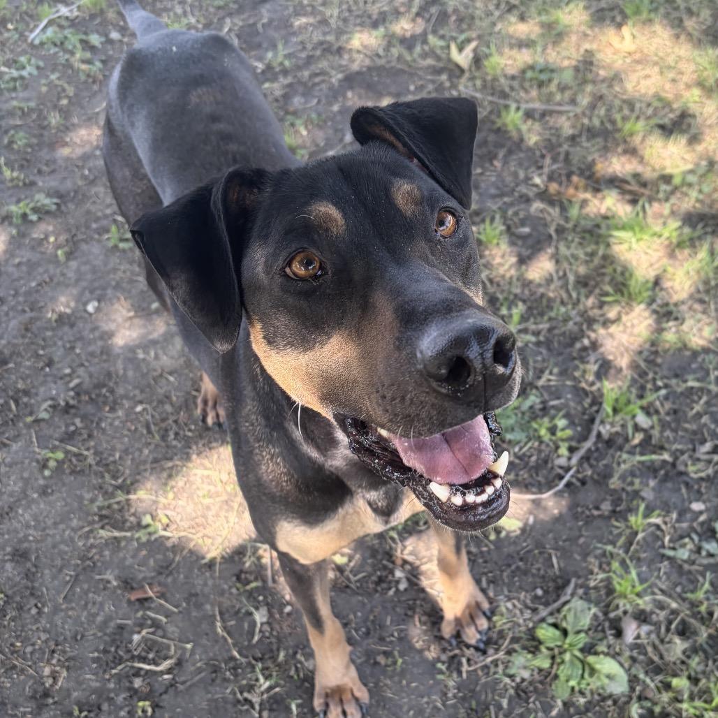 Sadie, a Adoptable mixed breed in San Jacinto, CA image 4/6