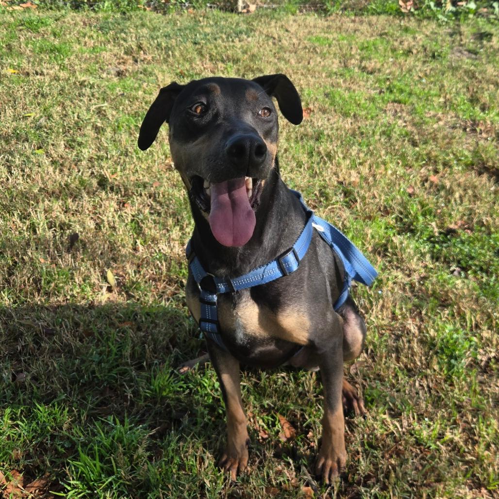 Enlarge Sadie, a Adoptable mixed breed in San Jacinto, CA image 6/6