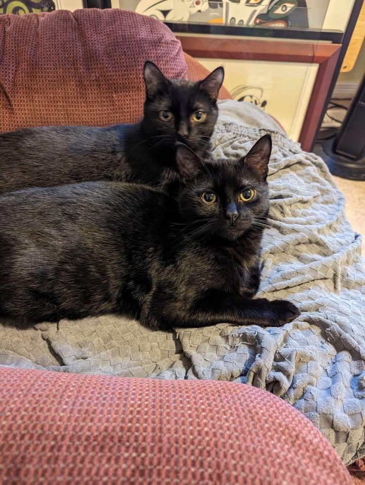 Mario & Peach, a Adoptable Domestic Short Hair in Brantford, ON image 6/6