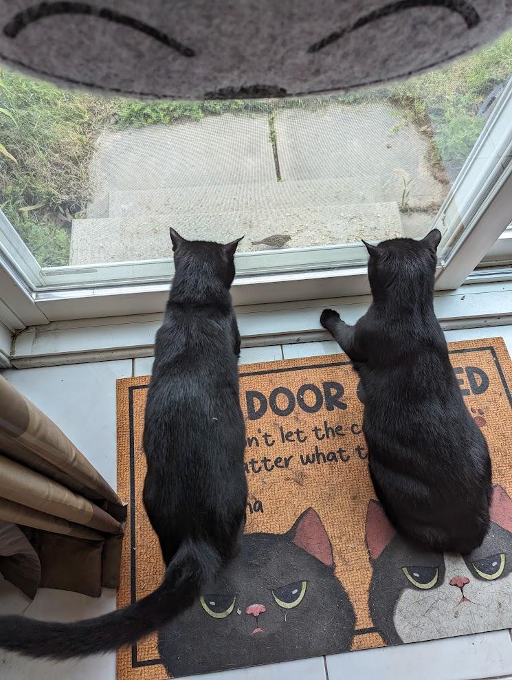 Mario & Peach, a Adoptable Domestic Short Hair in Brantford, ON image 2/6