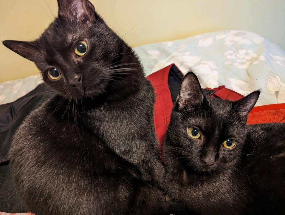 Mario & Peach, a Adoptable Domestic Short Hair in Brantford, ON image 4/6