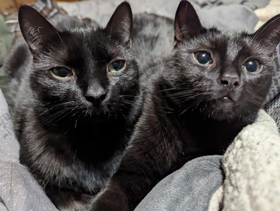 Mario & Peach, a Adoptable Domestic Short Hair in Brantford, ON image 1/6