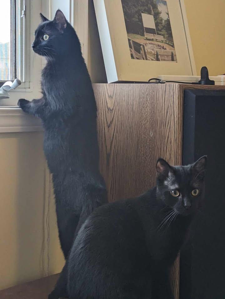 Mario & Peach, a Adoptable Domestic Short Hair in Brantford, ON image 5/6