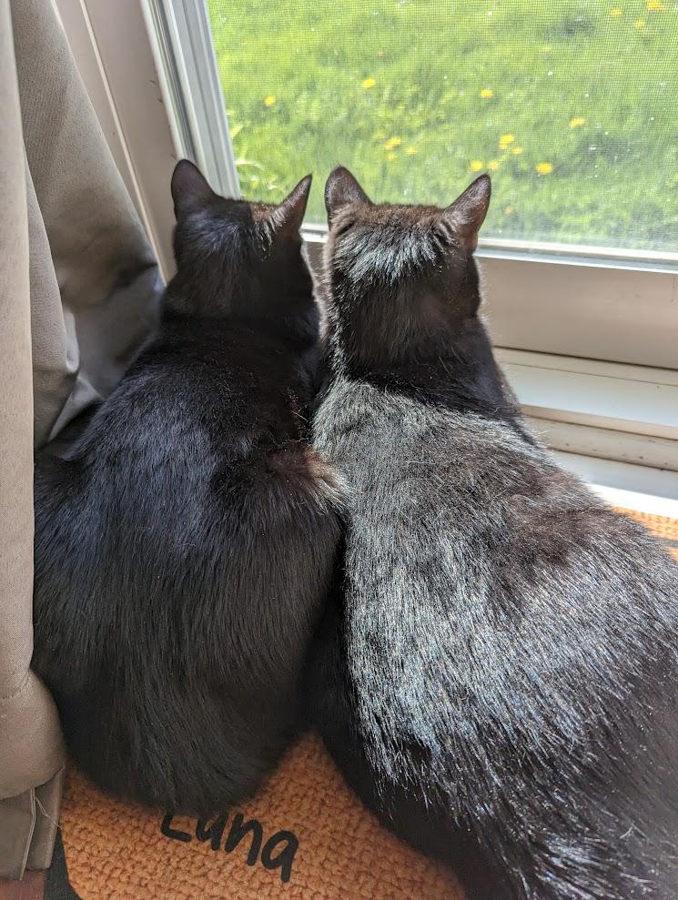 Mario & Peach, a Adoptable Domestic Short Hair in Brantford, ON image 3/6