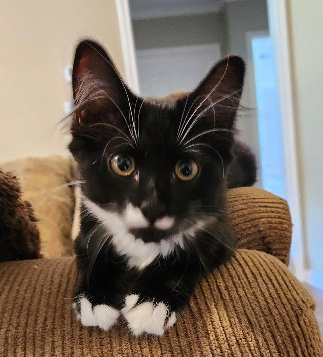 Butterz, adopted, Kitten Female Domestic Medium Hair.