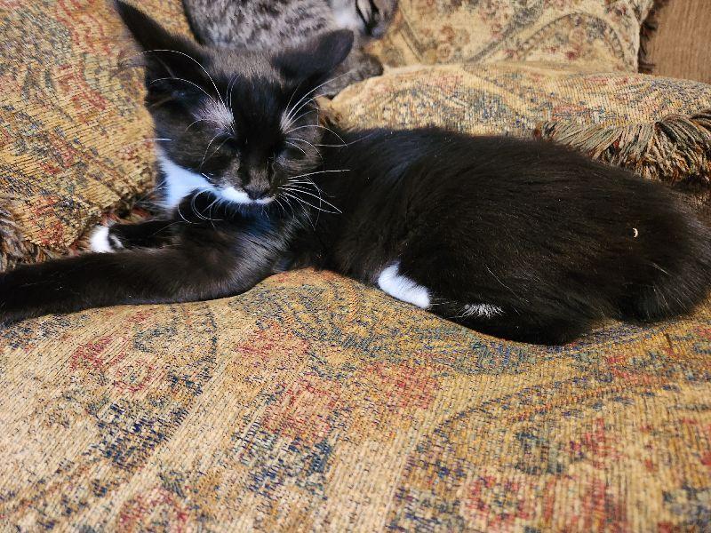 Butterz, an adopted Domestic Medium Hair in Lafayette, LA image 4/5