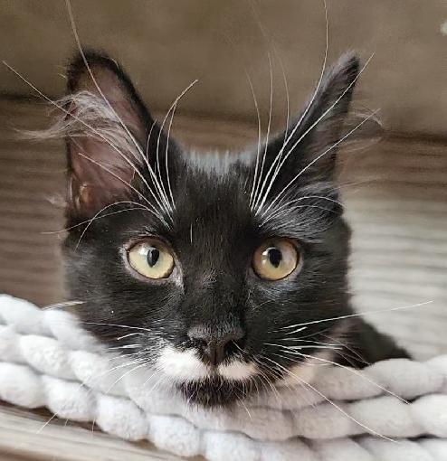 Butterz, an adopted Domestic Medium Hair in Lafayette, LA image 2/5