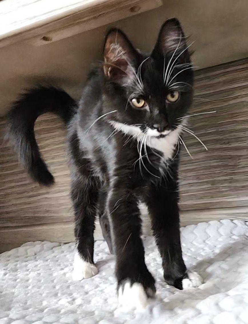 Butterz, an adopted Domestic Medium Hair in Lafayette, LA image 3/5