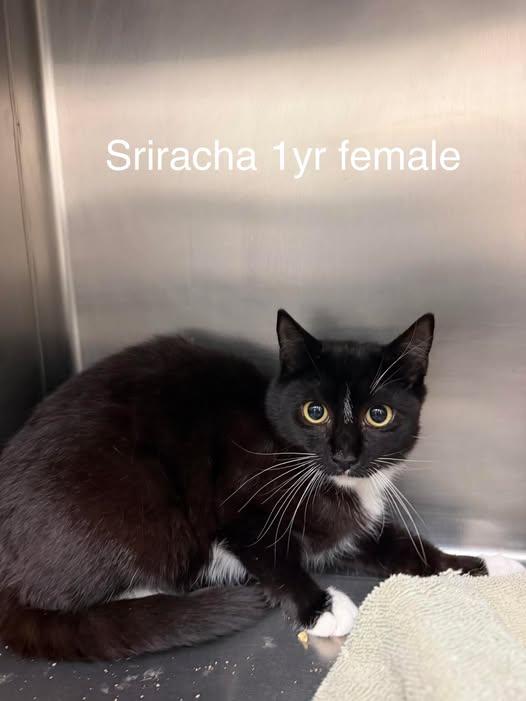 Enlarge Sriracha - ON HOLD, a ADOPTABLE Domestic Short Hair in Amherst, VA image 1/1
