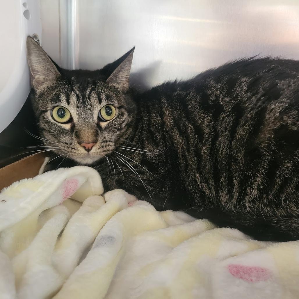 Hand Jive, Adoptable, Adult Male Domestic Short Hair.