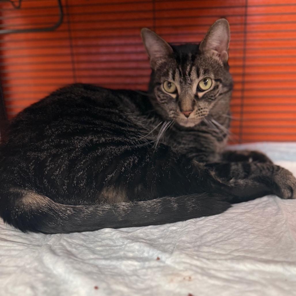 Enlarge Hand Jive, a Adoptable Domestic Short Hair in Westminster, CA image 2/3