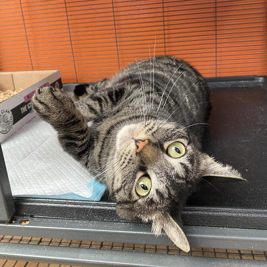 Enlarge Hand Jive, a Adoptable Domestic Short Hair in Westminster, CA image 3/3