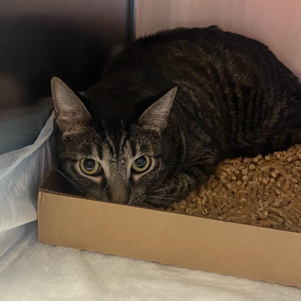 Hand Jive, a Adoptable Domestic Short Hair in Westminster, CA image 2/2