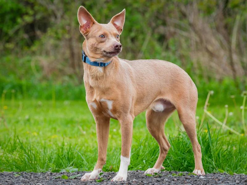 Enlarge Stu, a ADOPTABLE mixed breed in Pointe-Fortune, QC image 2/4