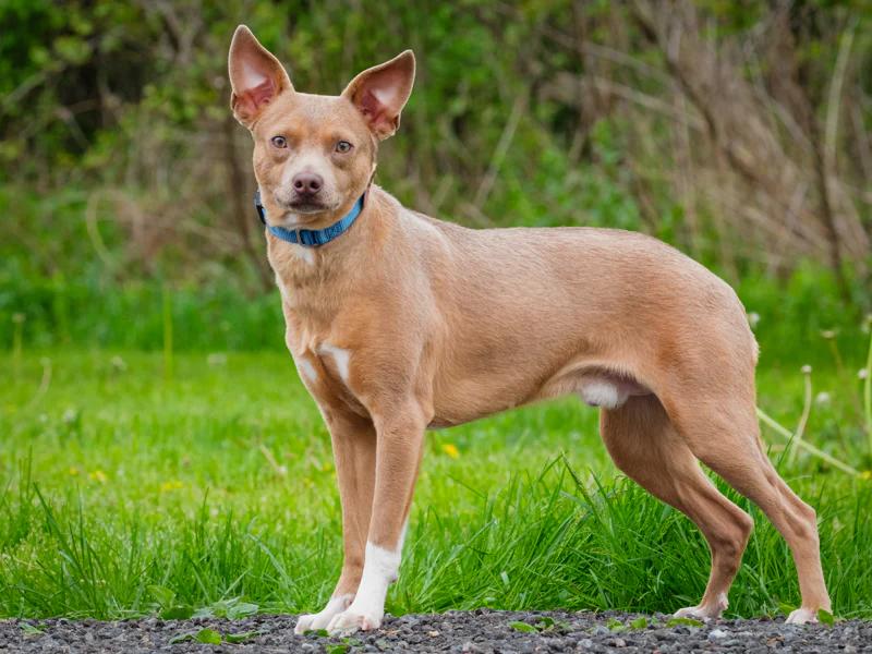 Enlarge Stu, a ADOPTABLE mixed breed in Pointe-Fortune, QC image 4/4
