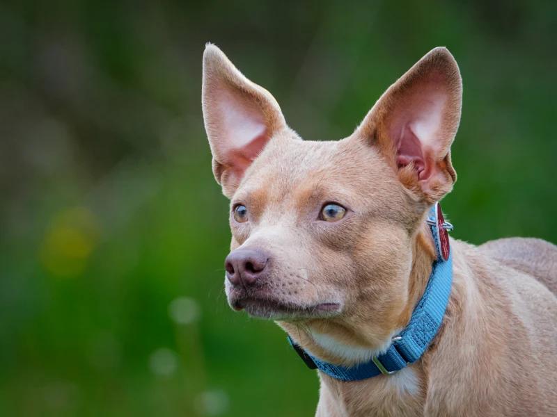 Enlarge Stu, a ADOPTABLE mixed breed in Pointe-Fortune, QC image 3/4