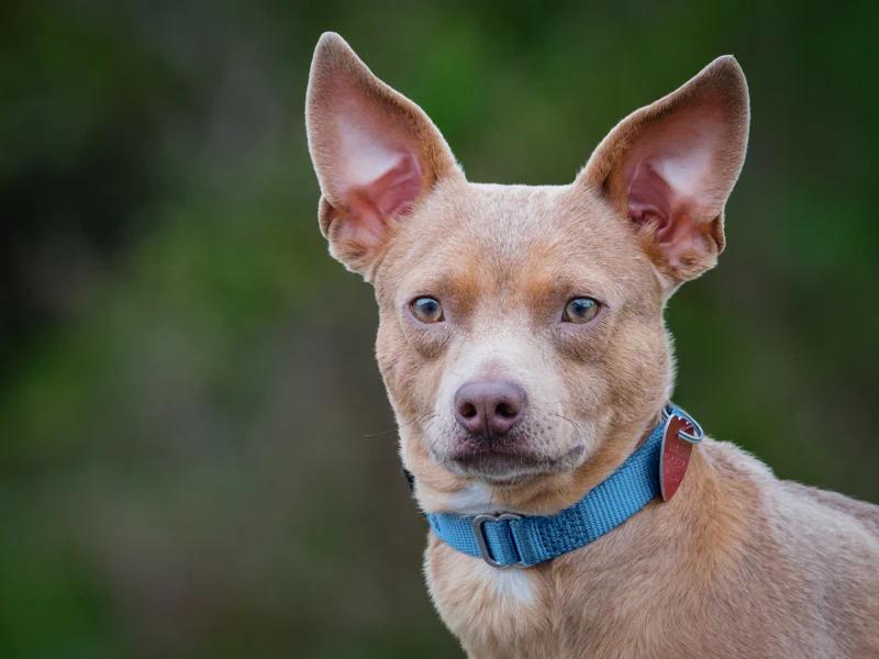 Stu, ADOPTABLE, Young Male Chihuahua.